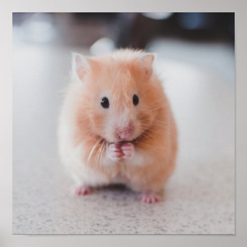 Cute Hamster Love Animals Poster