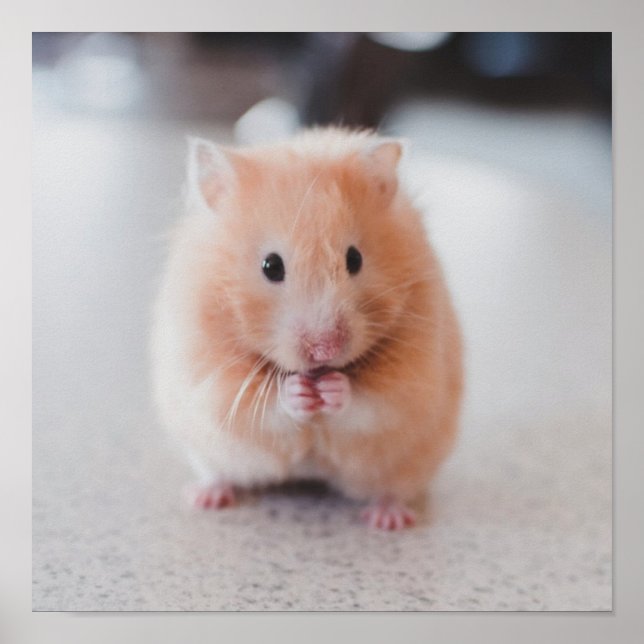 Cute Hamster Love Animals Poster (Front)