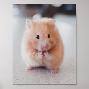 Cute Hamster Love Animals Poster