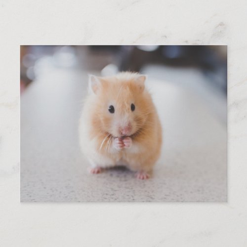 Cute hamster postcard