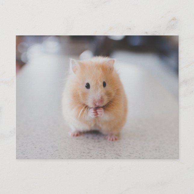 Cute hamster postcard (Front)