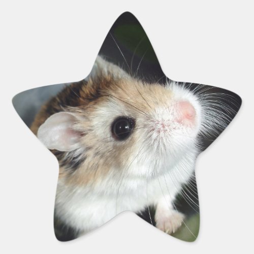 Cute Hamster Star Stickers