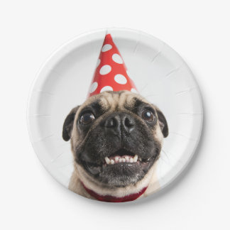 Cute Happy Birthday Pug in Red Party Hat Paper Plates
