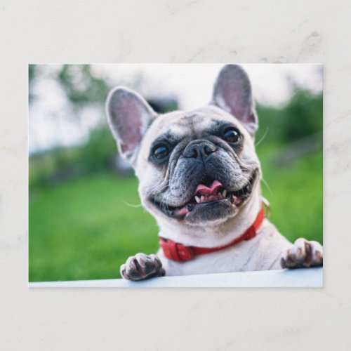 Cute Happy French Bulldog Dog Photo Postcard
