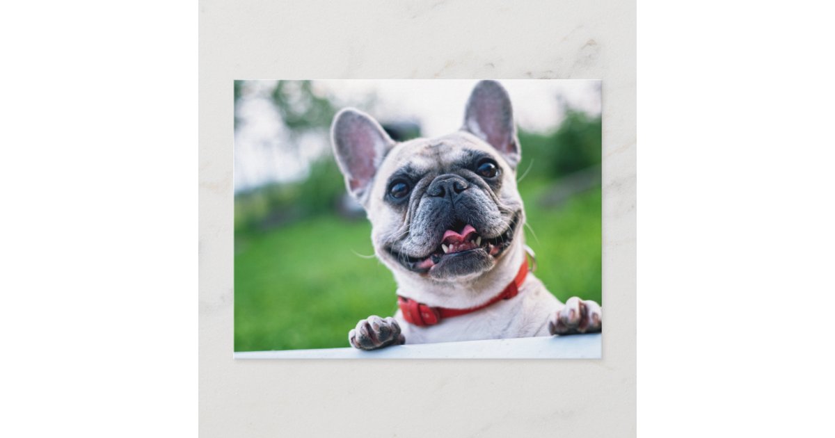 Cute Happy French Bulldog Dog Photo Postcard | Zazzle