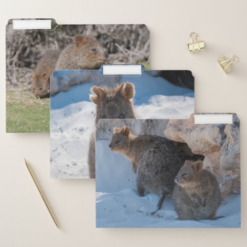 Cute Happy Quokka Animal Wildlife Australia File Folder