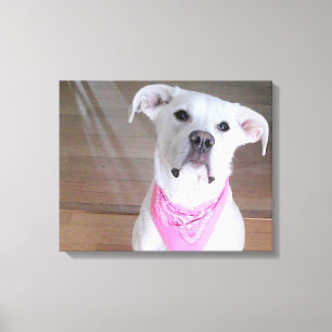 Cute Happy White Dog With Soulful Eyes In Pink Canvas Print