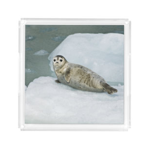 Cute Harbor Seal on Snow Acrylic Tray