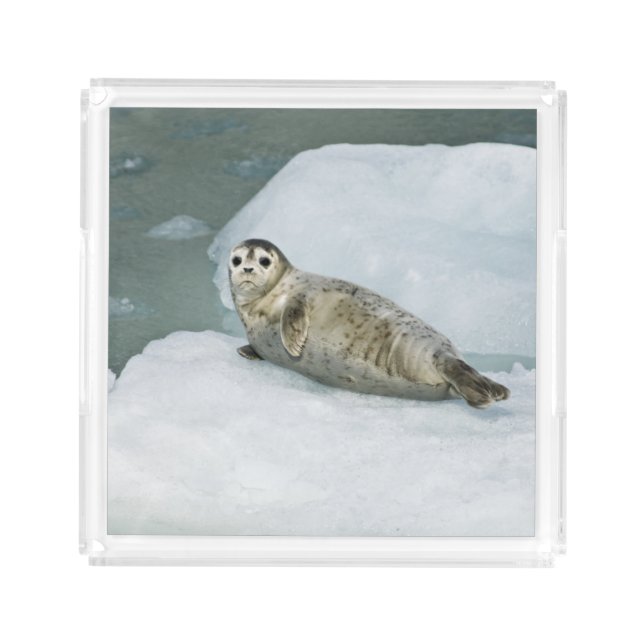 Cute Harbor Seal on Snow Acrylic Tray (Front)