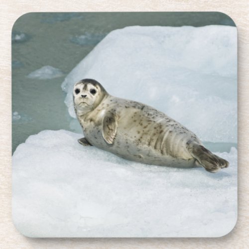 Cute Harbor Seal on Snow Beverage Coaster