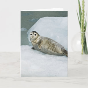 Cute Harbor Seal on Snow Card