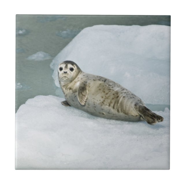 Cute Harbor Seal on Snow Ceramic Tile (Front)