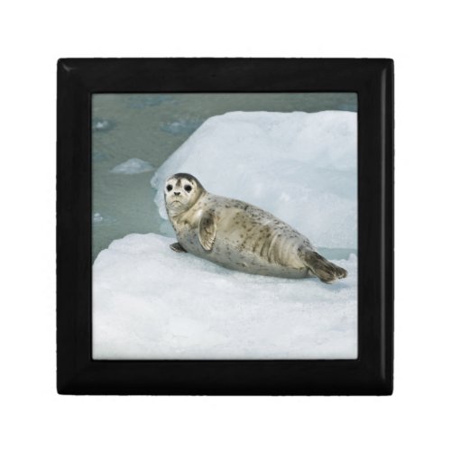 Cute Harbor Seal on Snow Gift Box