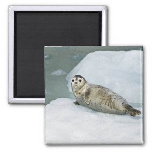 Cute Harbor Seal on Snow Magnet