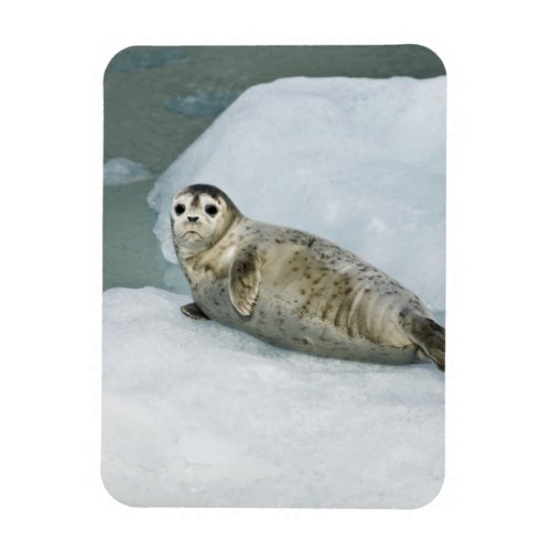 Cute Harbor Seal on Snow Magnet