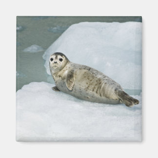 Cute Harbor Seal on Snow Magnet