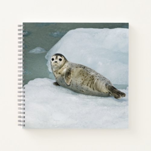 Cute Harbor Seal on Snow Notebook
