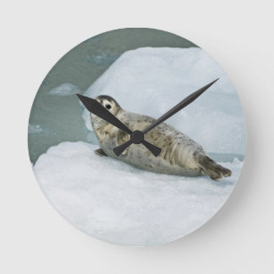 Cute Harbor Seal on Snow Round Clock