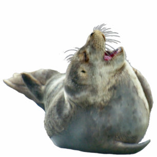 CUTE HARBOR SEAL (sculpted) Wildlife Art Gift Item Cutout