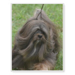 Cute Havanese Temporary Tattoos