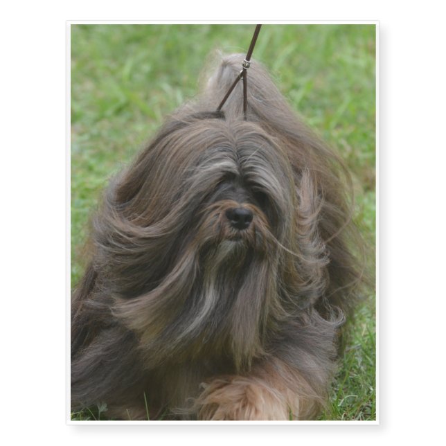 Cute Havanese Temporary Tattoos (Front)
