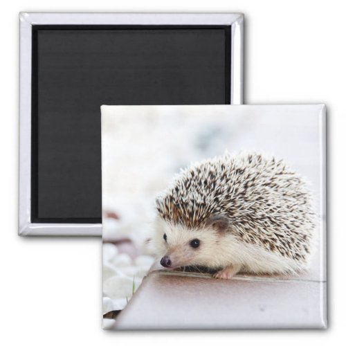 Cute Hedgehog Baby Magnet