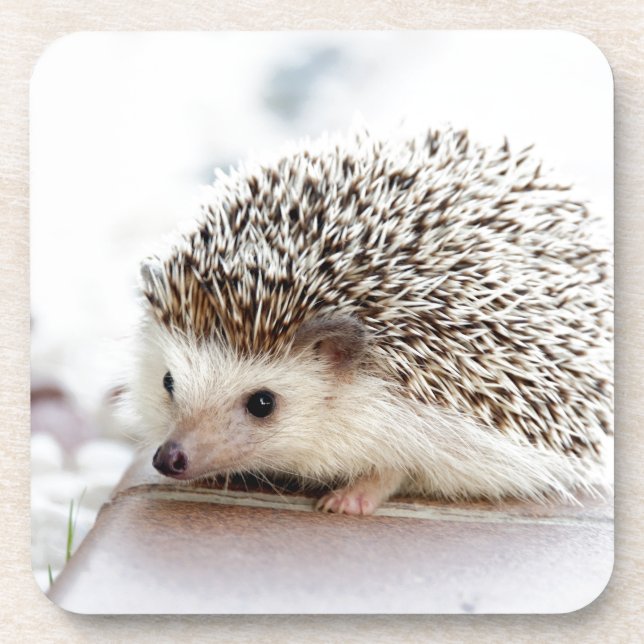 Cute Hedgehog Beverage Coaster (Front)