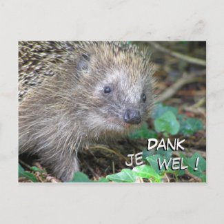 Cute Hedgehog Dank Je Wel Postcard