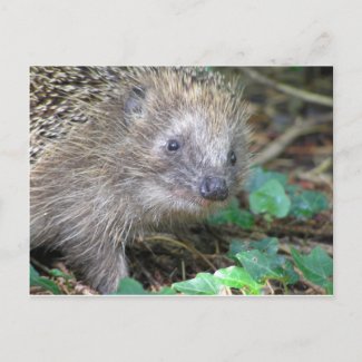 Cute Hedgehog DIY Postcard