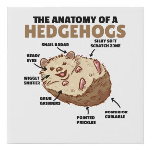 Cute Hedgehog Explanation Anatomy Of A Hedgehogs Faux Canvas Print