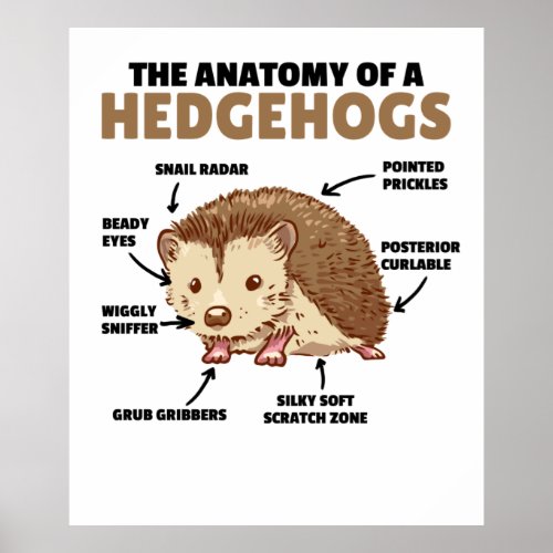 Cute Hedgehog Explanation Anatomy Of A Hedgehogs Poster
