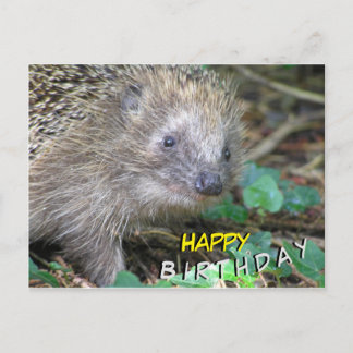 Cute Hedgehog Happy Birthday Postcard