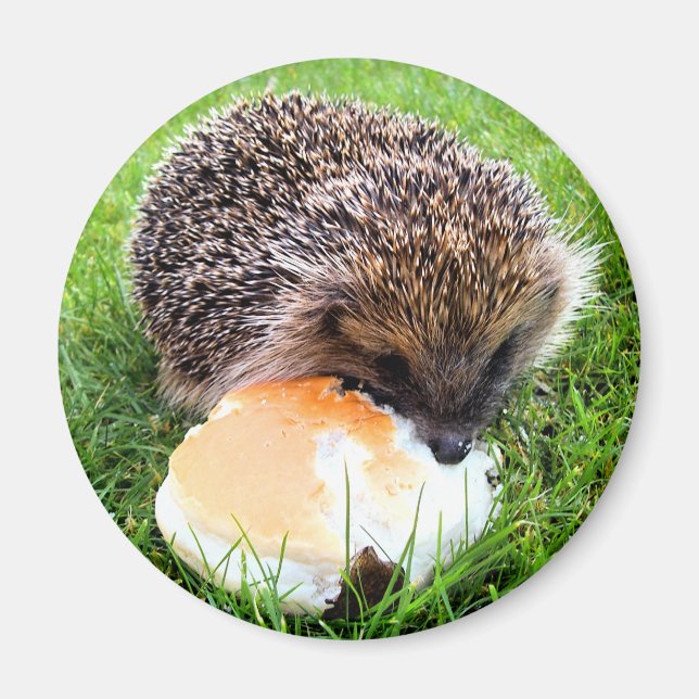 CUTE HEDGEHOG MAGNET (Front)