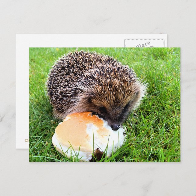 CUTE HEDGEHOG POSTCARD (Front/Back)