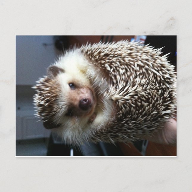Cute Hedgehog Postcard (Front)