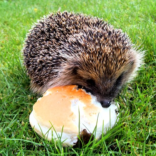 CUTE HEDGEHOG THROW PILLOW