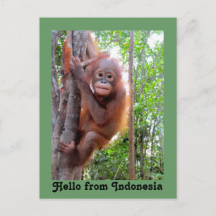 Cute Hello from Indonesia Postcard