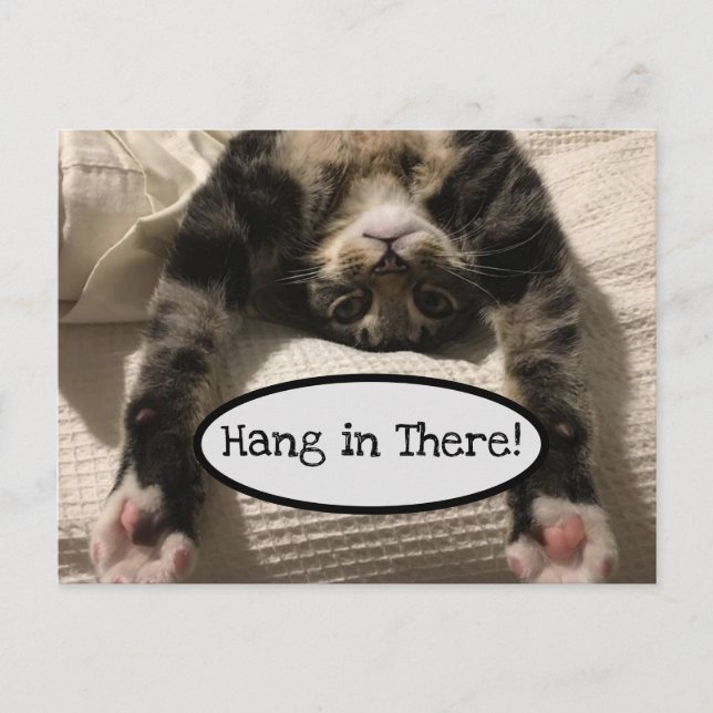Cute Henry Cat Hang in There Photo Postcard (Front)