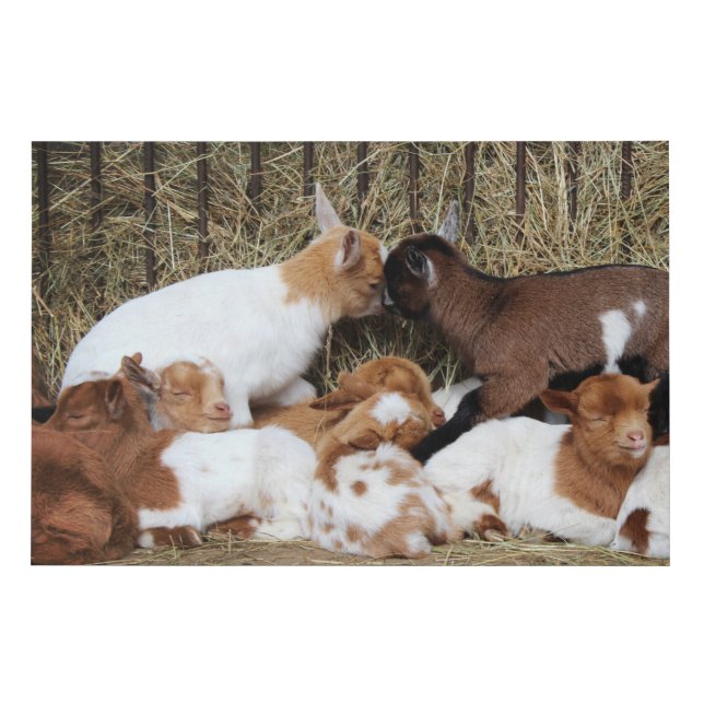 Cute Herd of Baby Goat Kids Faux Canvas Print (Front)