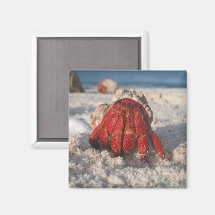 Cute Hermit Crab on White Sandy Beach Close-up Magnet