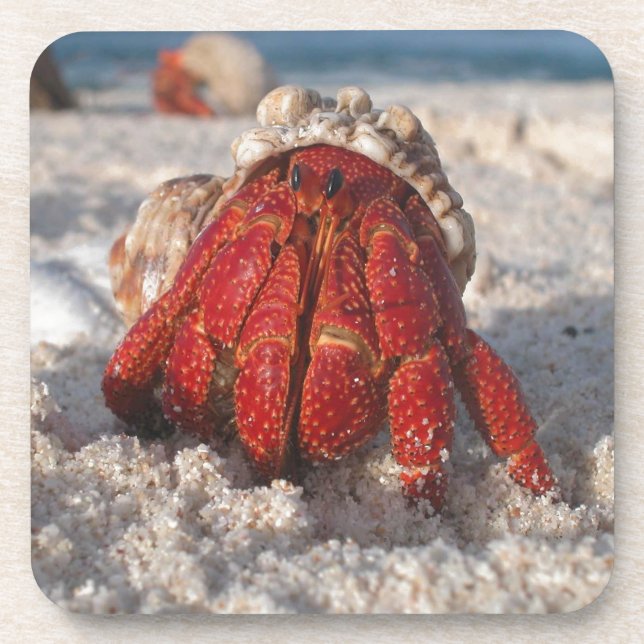 Cute Hermit Crab on White Sandy Beach Closeup Drink Coaster (Front)