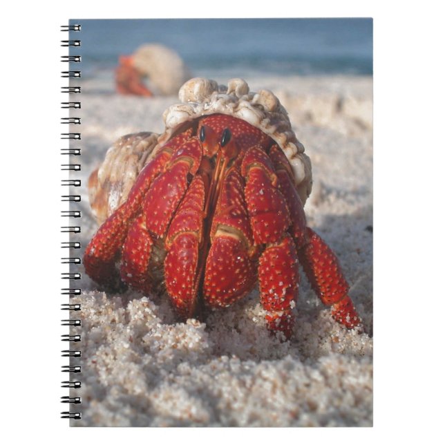 Cute Hermit Crab on White Sandy Beach Closeup Notebook (Front)