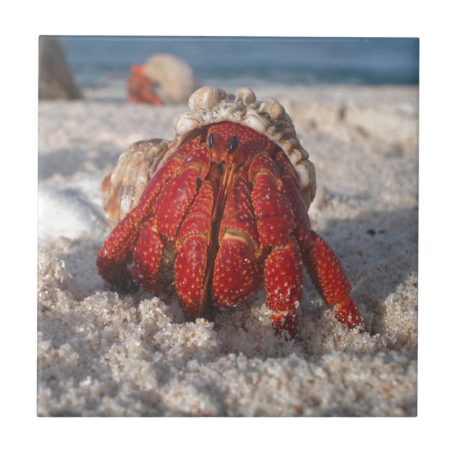 Cute Hermit Crab on White Sandy Beach Closeup Tile (Front)