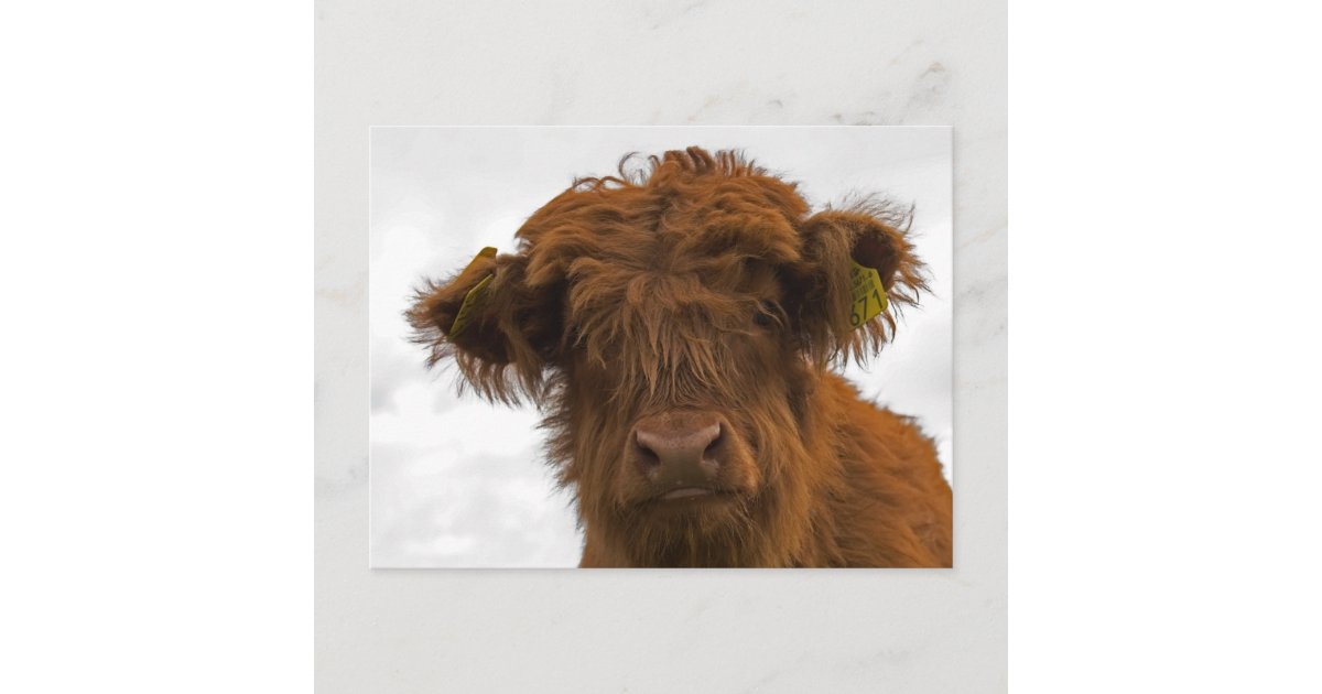 Cute highland baby cow portrait postcard | Zazzle