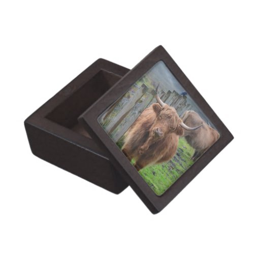 Cute Highland Cow by Fence Gift Box