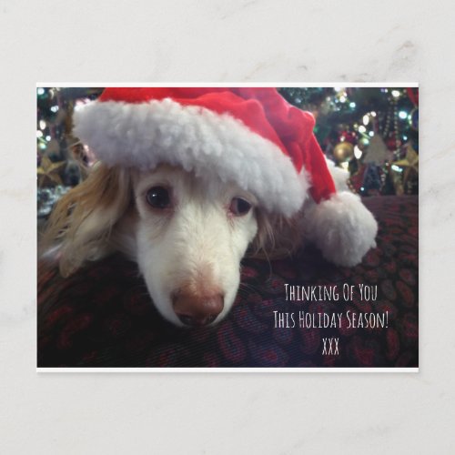 Cute holiday Dachshund with Santa hat  Xmas tree Postcard