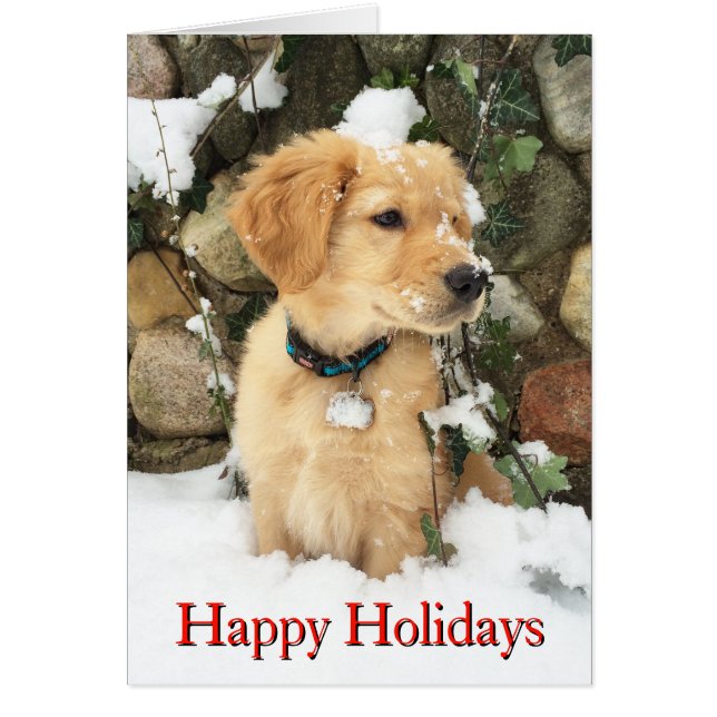 Cute Holiday Puppy lab retriever  Cards (Front)