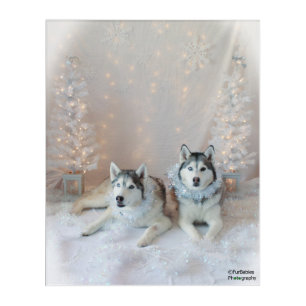 Cute Holiday Siberian Huskies Wall Art