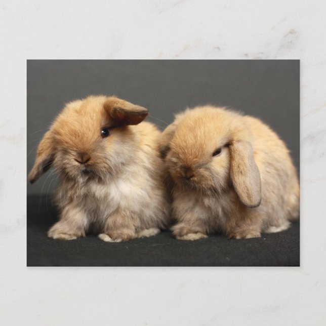 Cute Holland Lop Kits Postcard (Front)