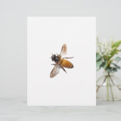 Cute honey bee bee bumble bee (Standing Front)